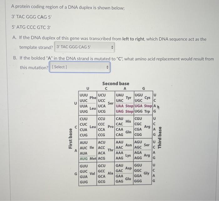 Solved A protein coding region of a DNA duplex is shown | Chegg.com