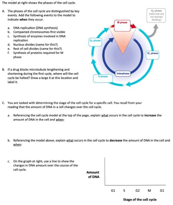 Solved The model at right shows the phases of the cell | Chegg.com
