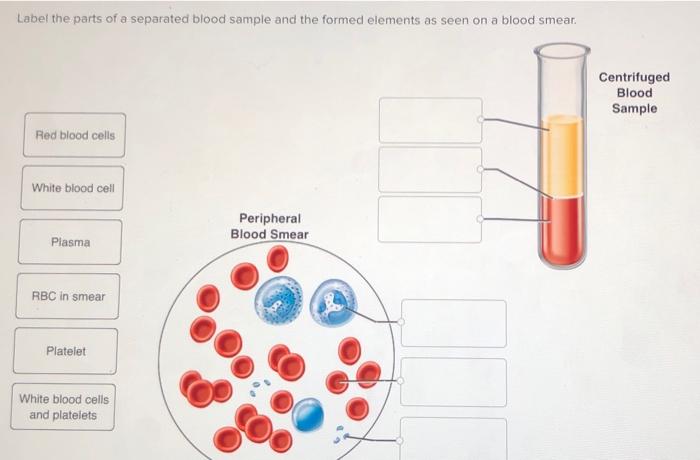 centrifuged blood diagram