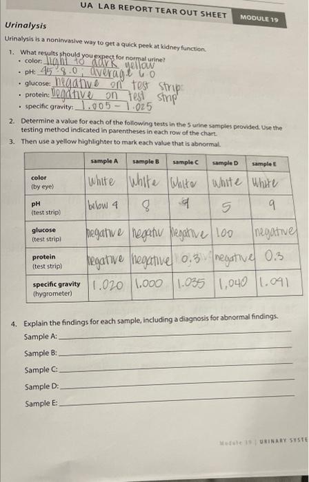 solved-ua-lab-report-tear-out-sheet-module-19-urinalysis-chegg