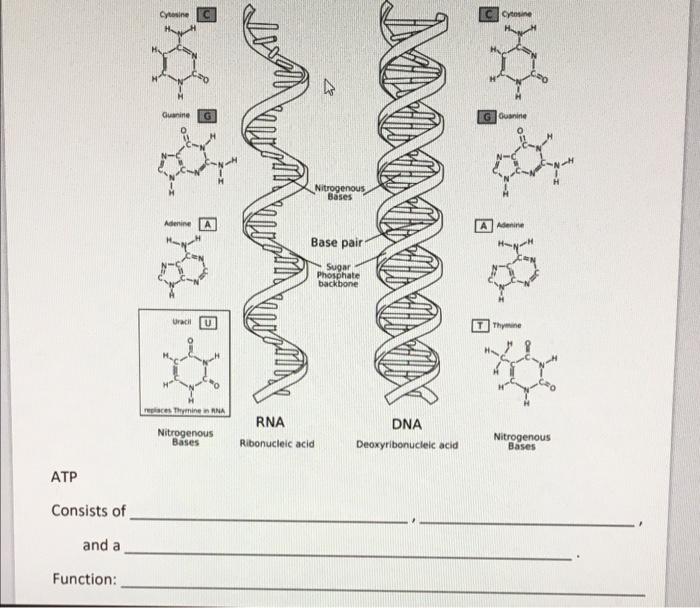 Solved Saturated and Unsaturated Fatty Acids Structure | Chegg.com