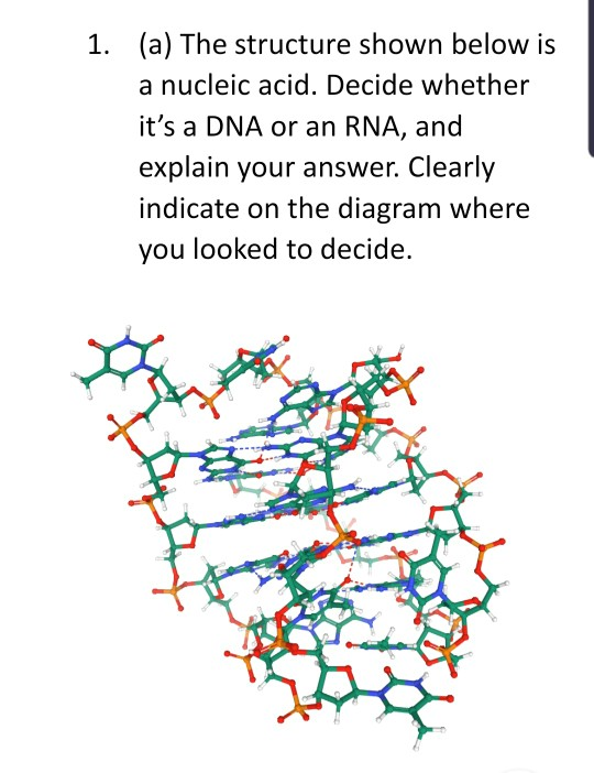 Solved 1. (a) The structure shown below is a nucleic acid. | Chegg.com