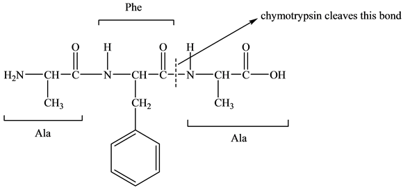 large hydrophobic amino acids