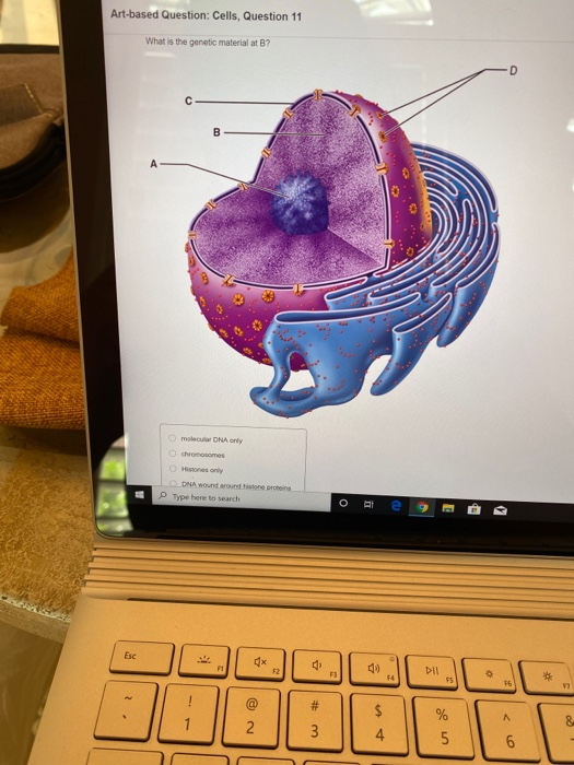 Solved Artbased Question Cells, Question 11 What is the