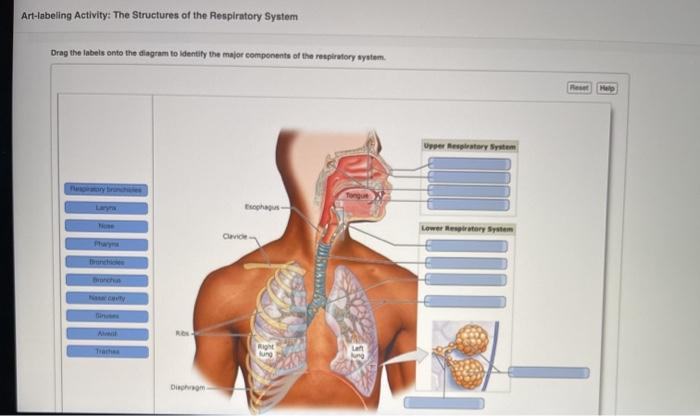 Ditki, Medical & Biological Sciences on X: Review key structures of the  Respiratory System! #respiratorysystem #grossanatomy #anatomyandphysiology  #drawanatomy #ditki #drawtolearn #drawscience #drawmedicine  #anatomytutorials #anatomyflashcards