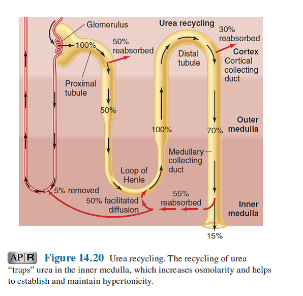 Solved The concentration of urea in urine is always much highe