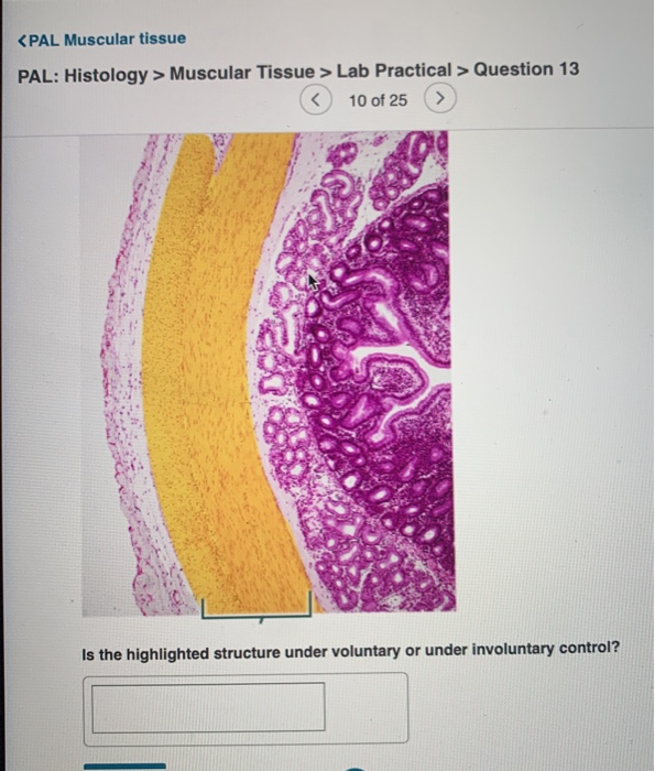 Pal Muscular Tissue Pal Histology Muscular Tissue Chegg 