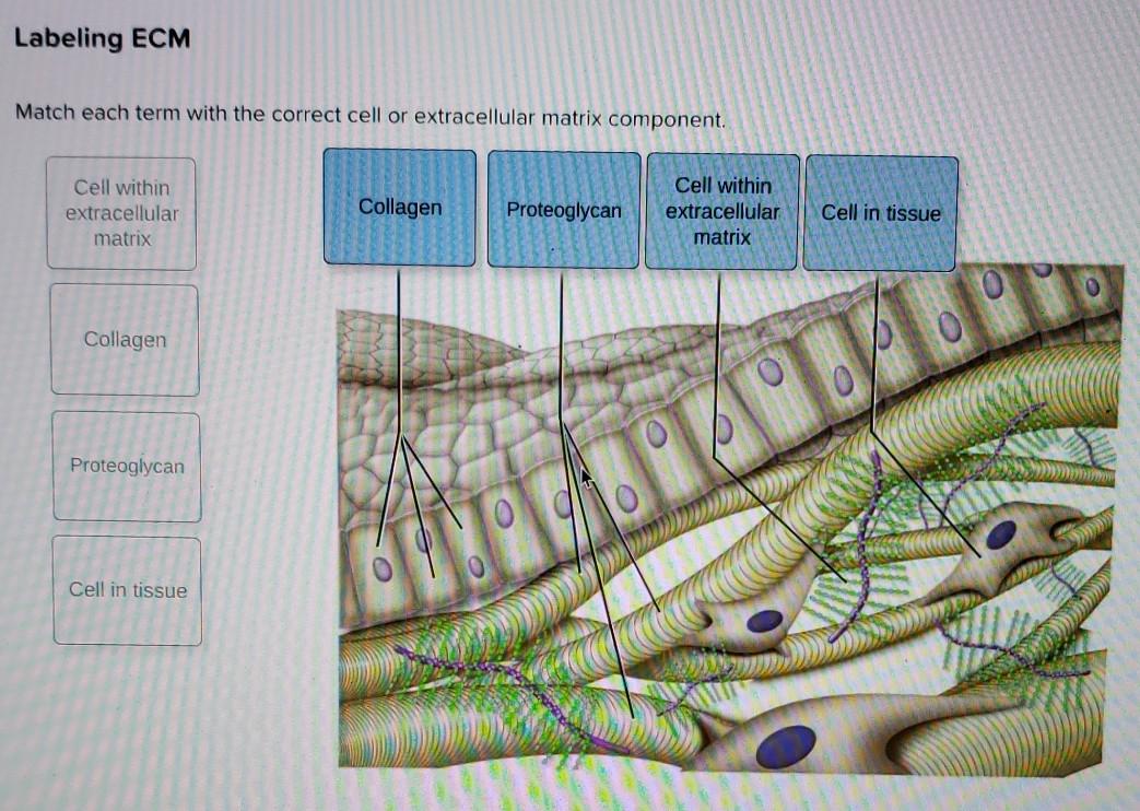 Solved Labeling Ecm Match Each Term With The Correct Cell Or