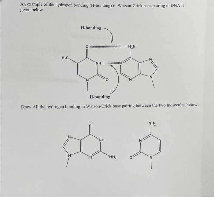 Solved An Example Of The Hydrogen Bonding H Bonding In 7373