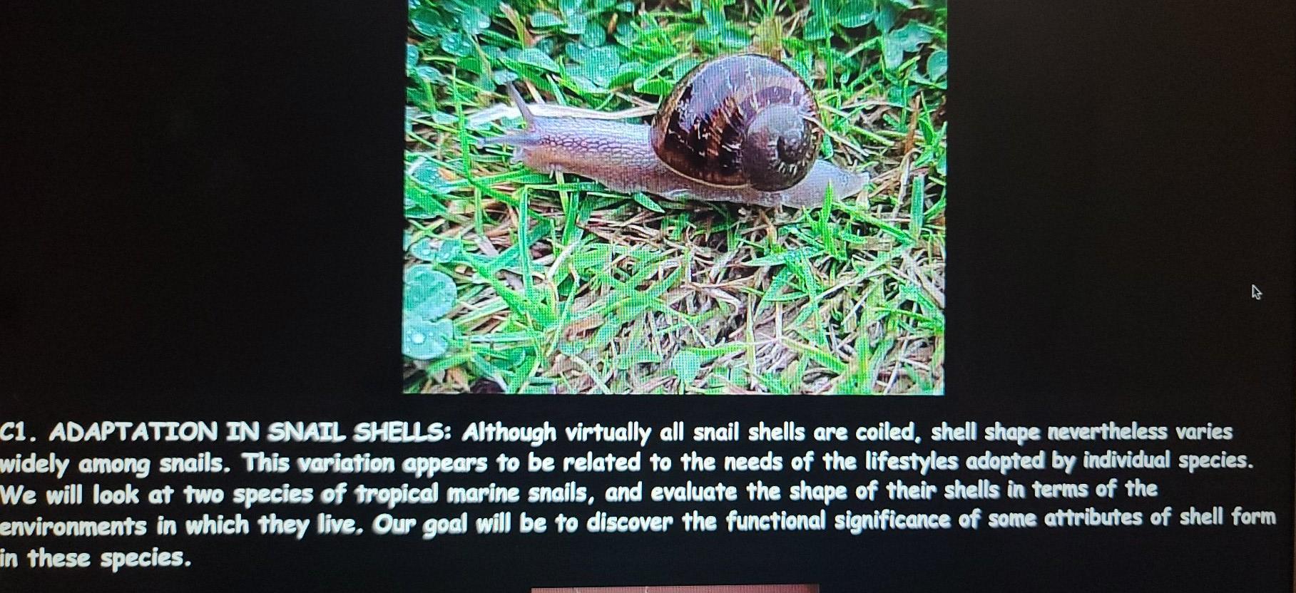 Solved SHELL GEOMETRY IN SNAILS An adaptation is a