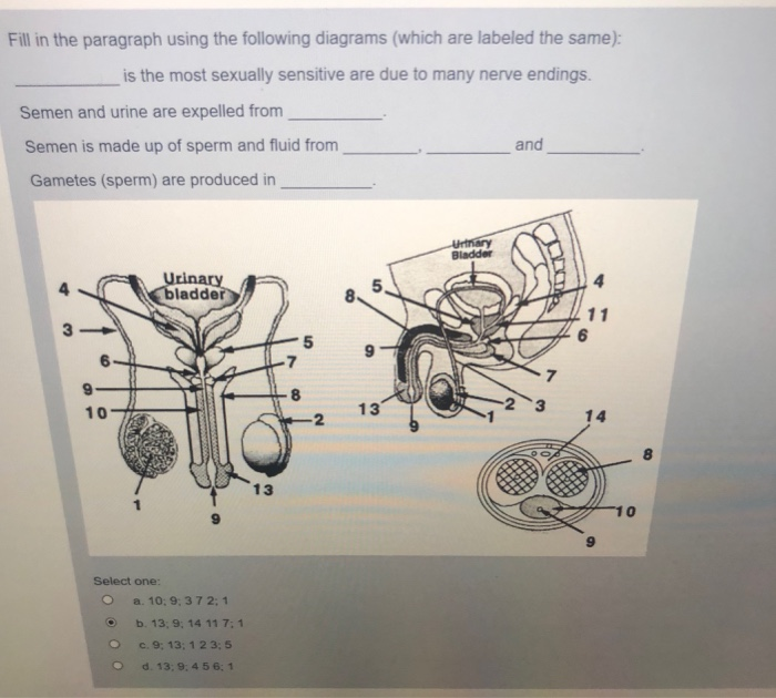 Solved Fill In The Paragraph Using The Following Diagrams