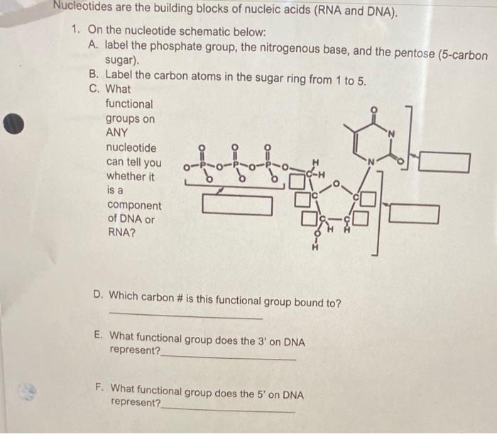 what-are-the-building-blocks-of-nucleic-acids-answers-brennan-has-vance