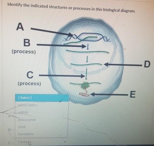Solved Identify the indicated structures or processes in | Chegg.com