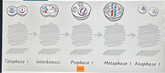 Solved Telophase I Interkinesis (3) Prophase I Verify | Chegg.com