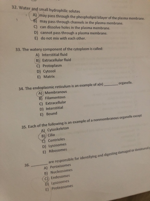 Solved 32. Water And Small Hydrophilic Solutes A) May Pass 