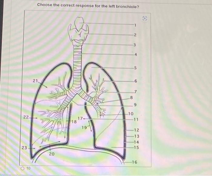 [Solved]: Choose the correct response for the left bronchio