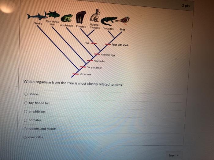 Solved 2 pts Sharks Ray-finned fish Amphibians Primates | Chegg.com