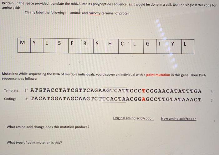 Solved Protein: In the space provided, translate the mRNA | Chegg.com