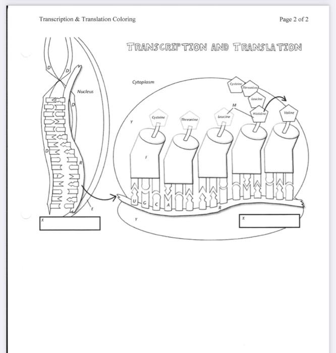 dna transcription coloring pages