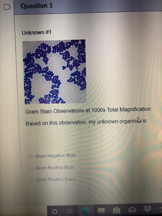Question 1 Unknown #1 Gram Stain Observations at | Chegg.com