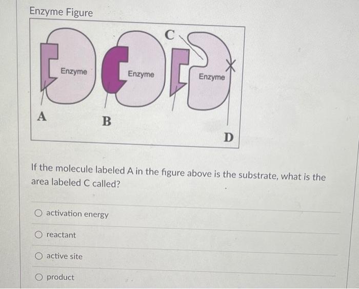 Solved Enzyme Figure С Enzyme Enzyme Enzyme A B D If the | Chegg.com