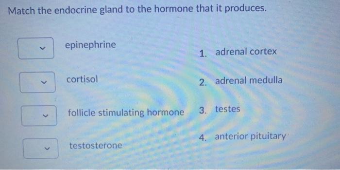 Solved Match the endocrine gland to the hormone that it | Chegg.com