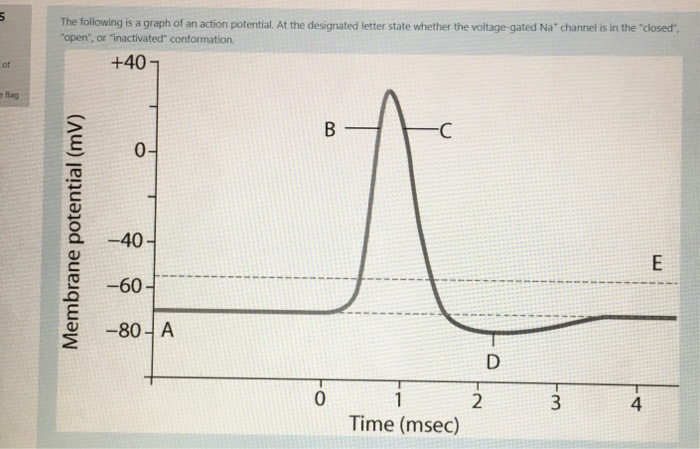 Solved 5 The following is a graph of an action potential. At | Chegg.com