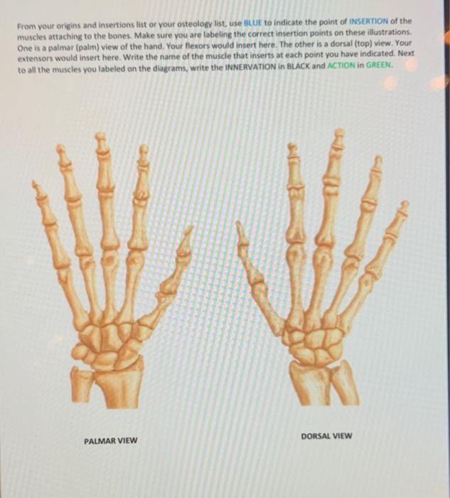 Solved From Your Origins And Insertions List Or Your | Chegg.com