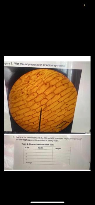 Solved 2. Take a fresh piece of onion and remove a layer | Chegg.com