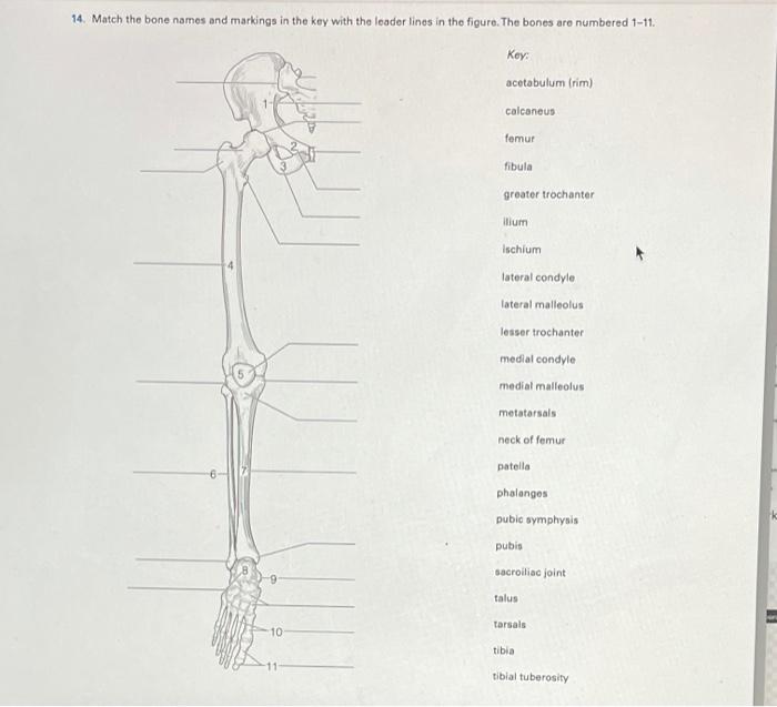 Solved 14. Match the bone names and markings in the key with | Chegg.com