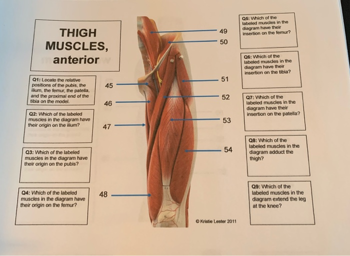 Solved Q5 Which Of The Labeled Muscles In The Diagram Ha