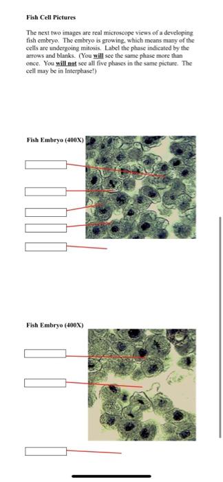 solved-cell-division-worksheet-1-microscope-images-type-in-chegg-com