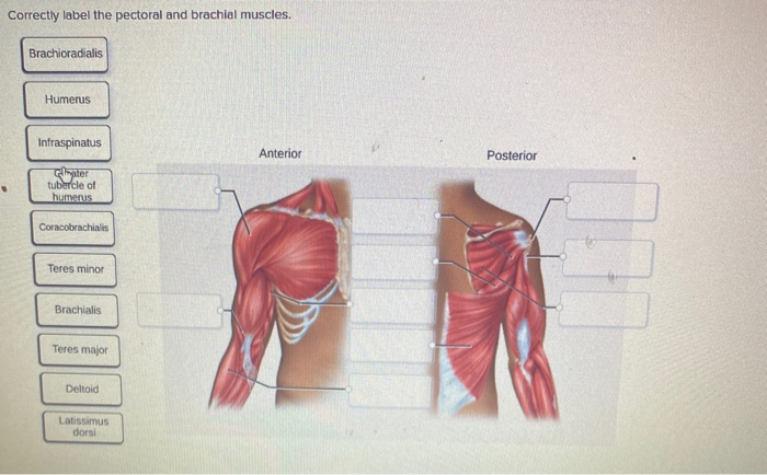 Solved Correctly label the pectoral and brachial muscles. | Chegg.com