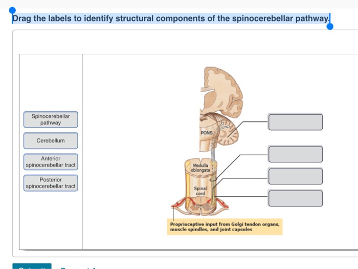 Solved Drag the labels to identify structural components of | Chegg.com