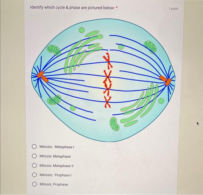 Solved Identify which cycle \& phase are pictured below: * | Chegg.com