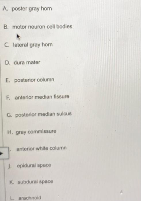 Solved Match the spinal cord numerically labeled structures | Chegg.com