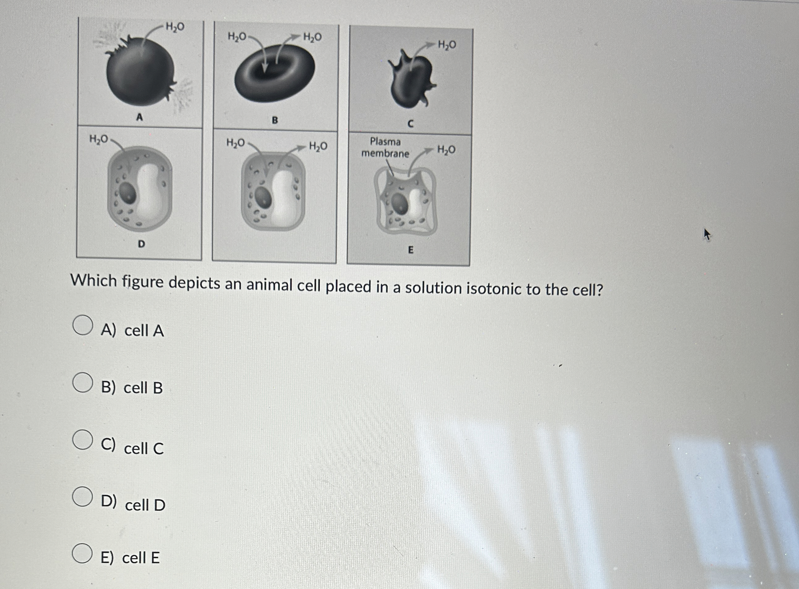 Solved Which figure depicts an animal cell placed in a | Chegg.com