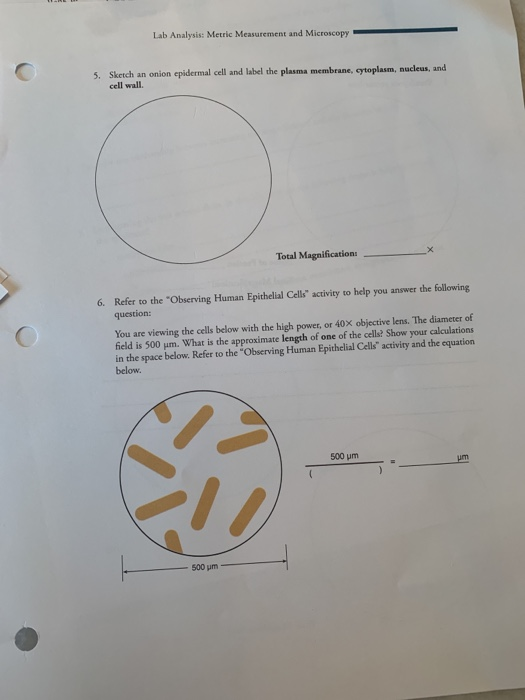 Lab Analysis: Metric Measurement And Microscopy | Chegg.com