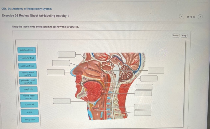 review-sheet-anatomy-of-respiratory-system