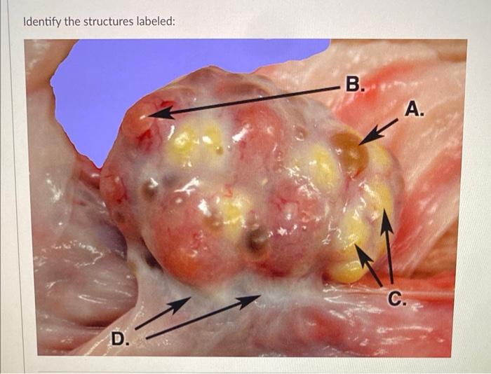 Identify the structures labeled: