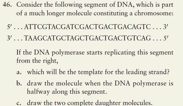 Solved Consider the following segment of ﻿DNA, which is | Chegg.com