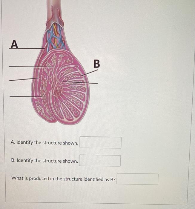 Solved A B A. Identify The Structure Shown. B. Identify The | Chegg.com