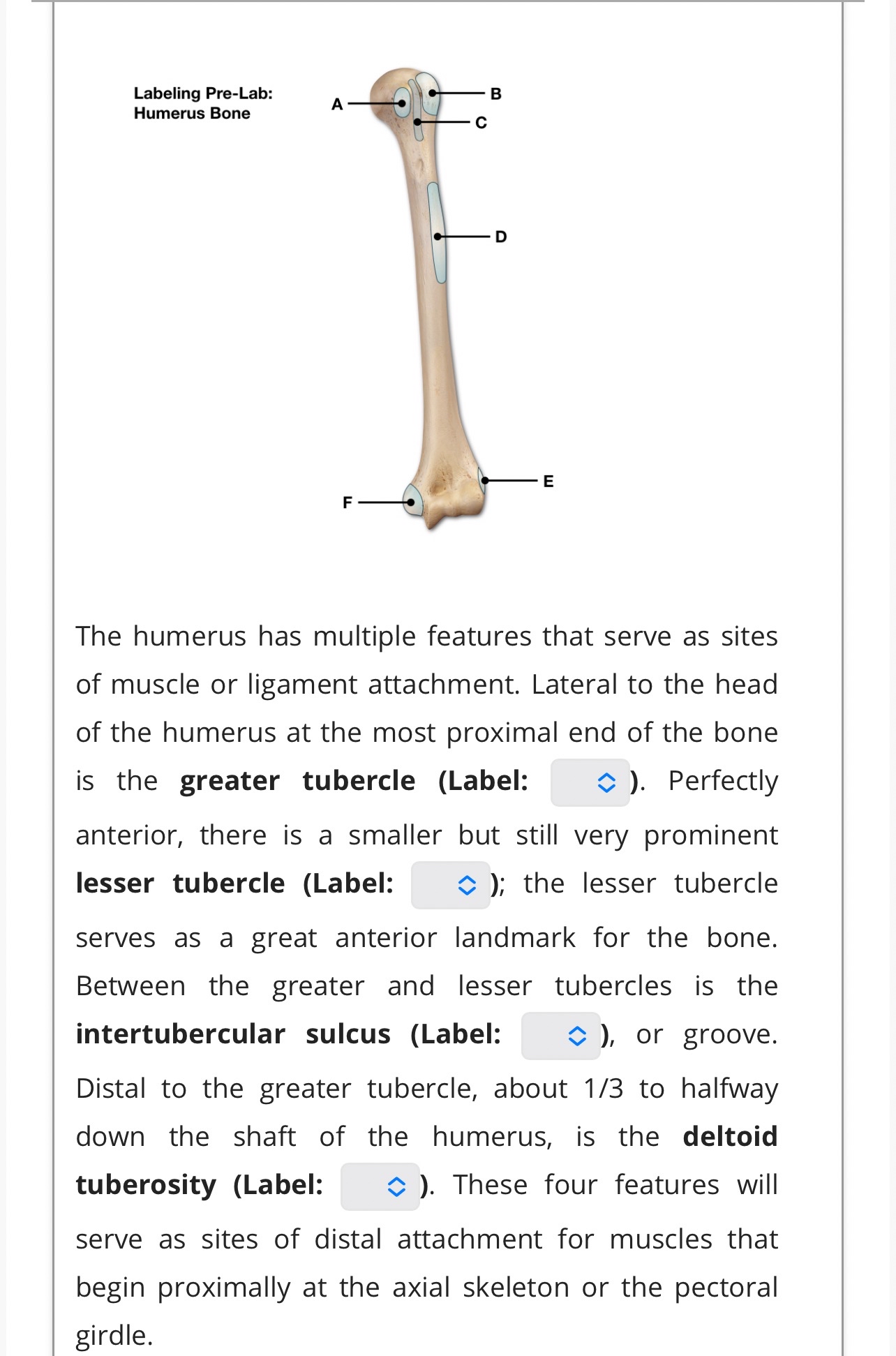 Solved Send this to an expert plsLabeling FHumerusThe | Chegg.com