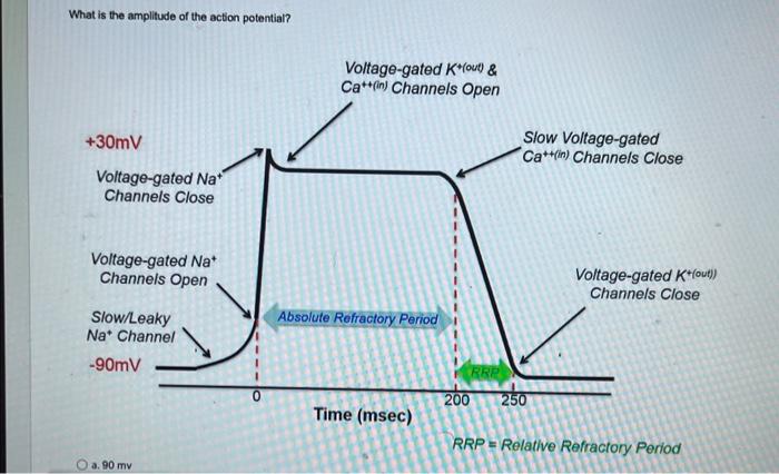 what is the amplitude of an action potential