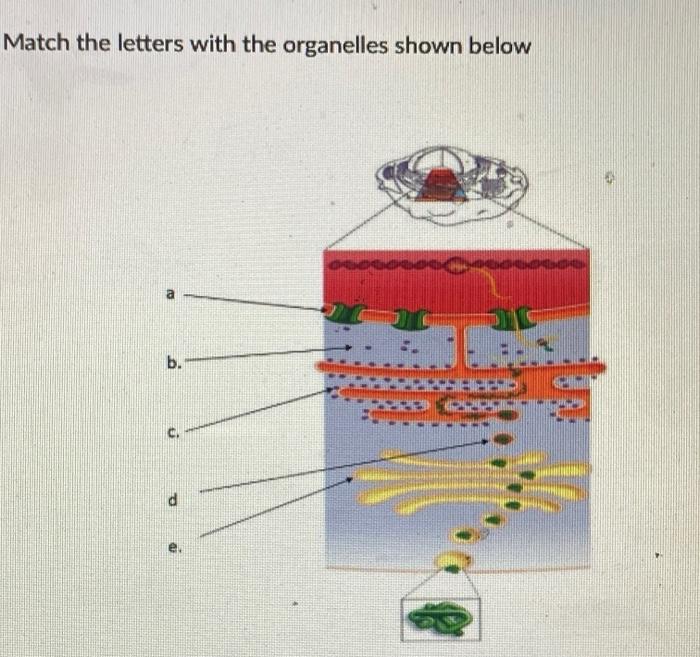 Solved Match the letters with the organelles shown below b. | Chegg.com