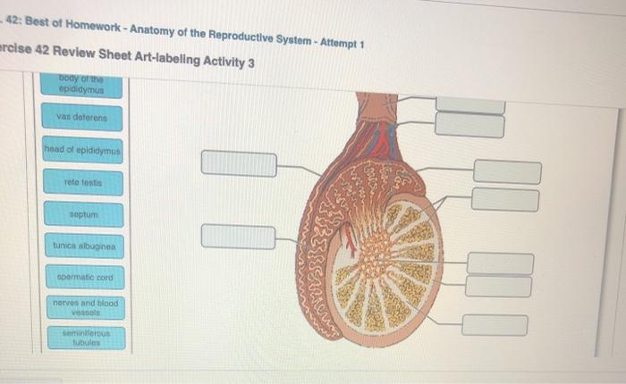 reproductive system homework