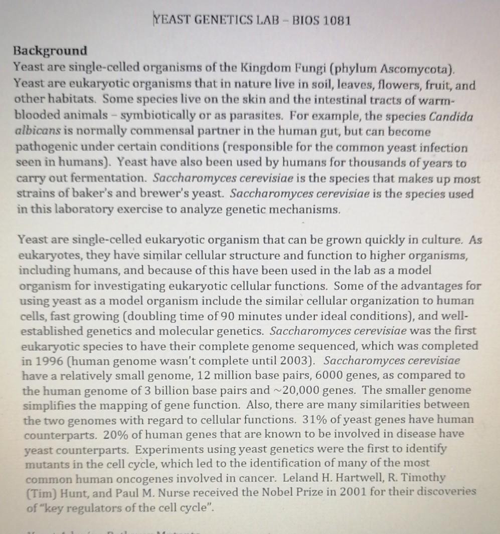 Solved YEAST LAB BIOS 1081 Background Yeast are