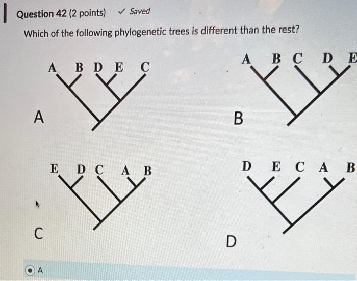 Solved Which Of The Following Phylogenetic Trees Is | Chegg.com