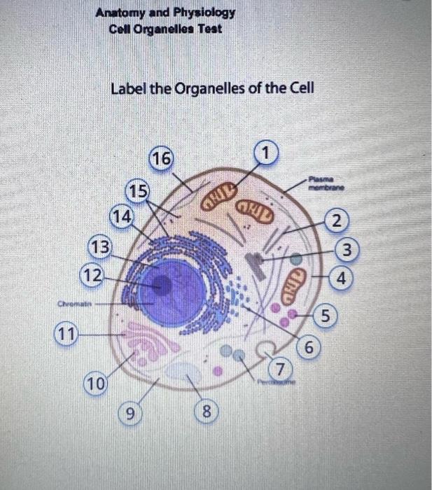 Anatomy and Physiology Cell Organelles Test
Label the Organelles of the Cell