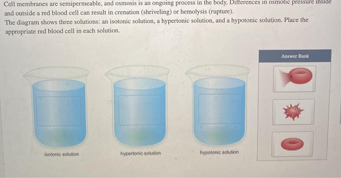 Solved Cell membranes are semipermeable, and osmosis is an | Chegg.com